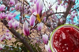Dżem z magnolii - nowa gwiazda wiosennej kuchni. Ten kwiatowy przysmak jest gotowy zawojować wasze podniebienia