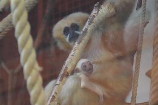 We wrocławskim zoo przyszedł na świat gibon białopoliczkowy