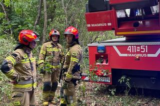 Kot utknął na drzewie. Spędził tam kilka dni. Na pomoc ruszyli strażacy [ZDJĘCIA]