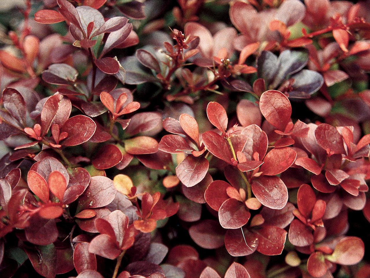 Berberys Thunberga 'Atropurpurea Nana' - Berberis thunbergii 'Atropurpurea Nana'