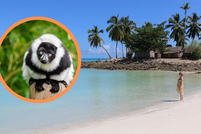 Z Wrocławia polecimy na Madagaskar. Ile kosztuje urlop w krainie lemurów i baobabów? 
