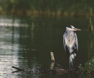 W tej wsi w woj. lubelskim zaczyna się popularna ścieżka przyrodnicza. To raj nie tylko dla ornitologów!