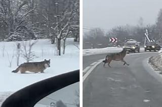 Nagranie watahy wilków w Lesku. Dzikie zwierzę przebiegło przez drogę [WIDEO]
