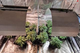 Tarnowskie Góry: W centrum miasta zlikwidowano plantację konopi