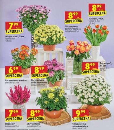 Wszystkich Świętych 2020. Mega promocje w Lidlu i Biedronce