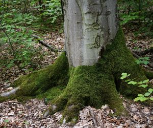 Utworzono Rezerwaty „Góra Skarbowa” i „Uroczysko Tumlińskie”