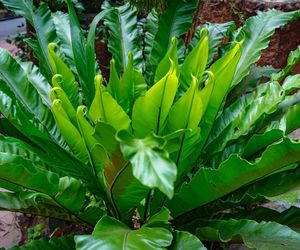 Zanokcica gniazdowa (Asplenium nidus)