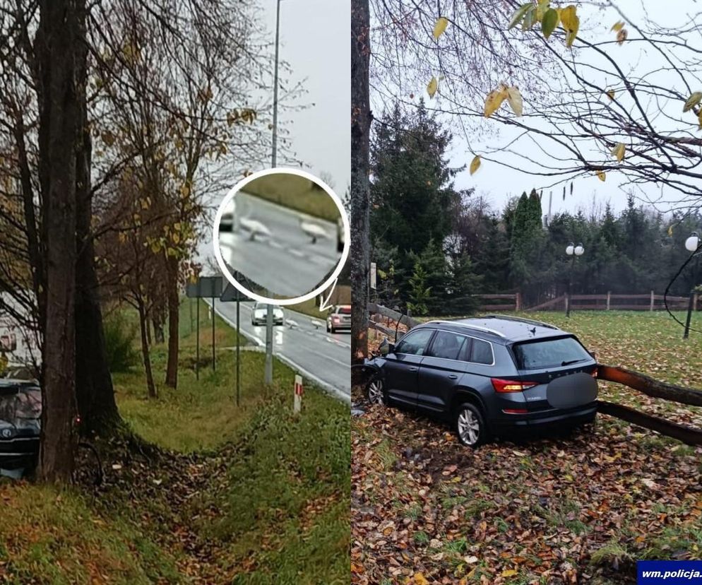 Wtargnęły na jezdnię, kierowca wjechał w drzewo. Nie poniosą kary!