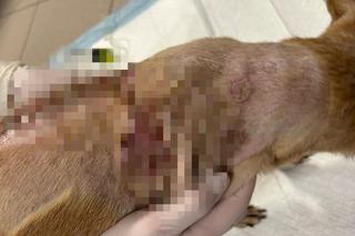 Oblał babunię wrzącą oliwą. Jej historia nas zmroziła. „Pomóżcie nam ją uratować”