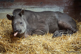 Mała Sara z wrocławskiego zoo