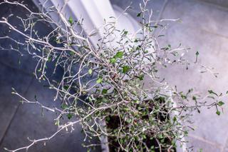 Corokia - unikatowa roślina do uprawy w doniczkach