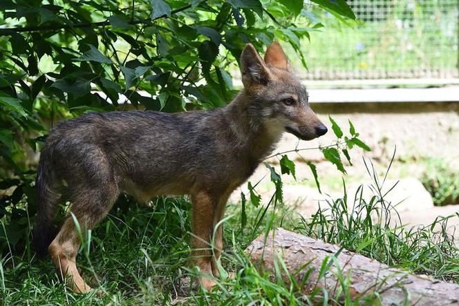 Mała wilczyca trafiła do bydgoskiego zoo