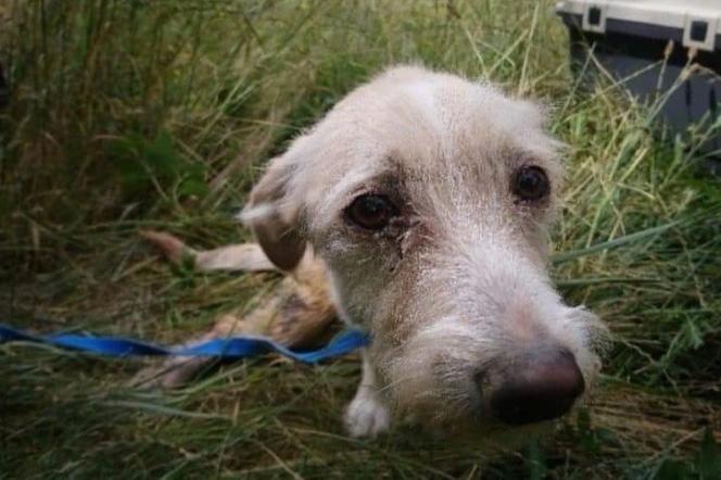 To młoda kobieta zakopała psa żywcem na Franowie?! Policja z Poznania poszukuje właścicielki czworonoga