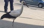 Policjanci pomogli młodemu bocianowi. Ptak stał na przysklepowym parkingu w Jarosławiu [ZDJĘCIA] 
