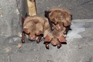 Wieża dla nietoperza. Pierwszy taki obiekt w Polsce powstaje na Podkarpaciu