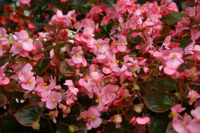 Begonia stale kwitnąca