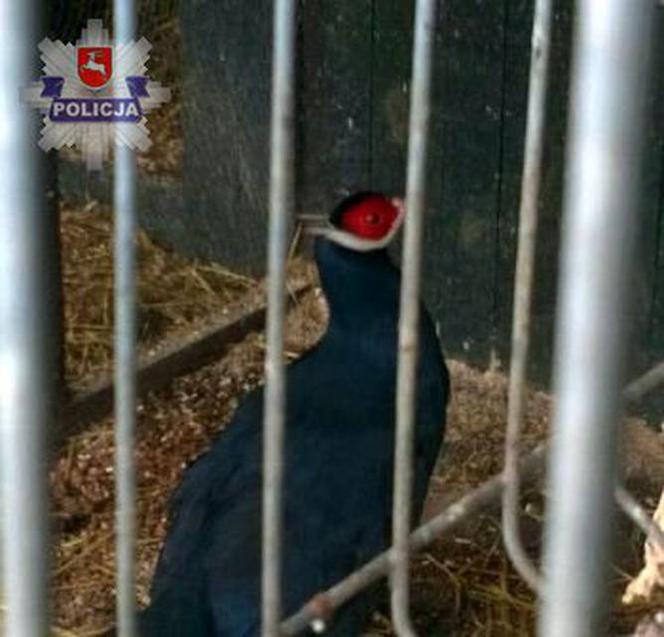 Kradł bażanty, bo chciał mieć własną hodowlę