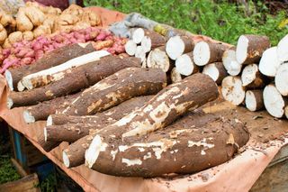 Maniok - właściwości odżywcze, zastosowanie