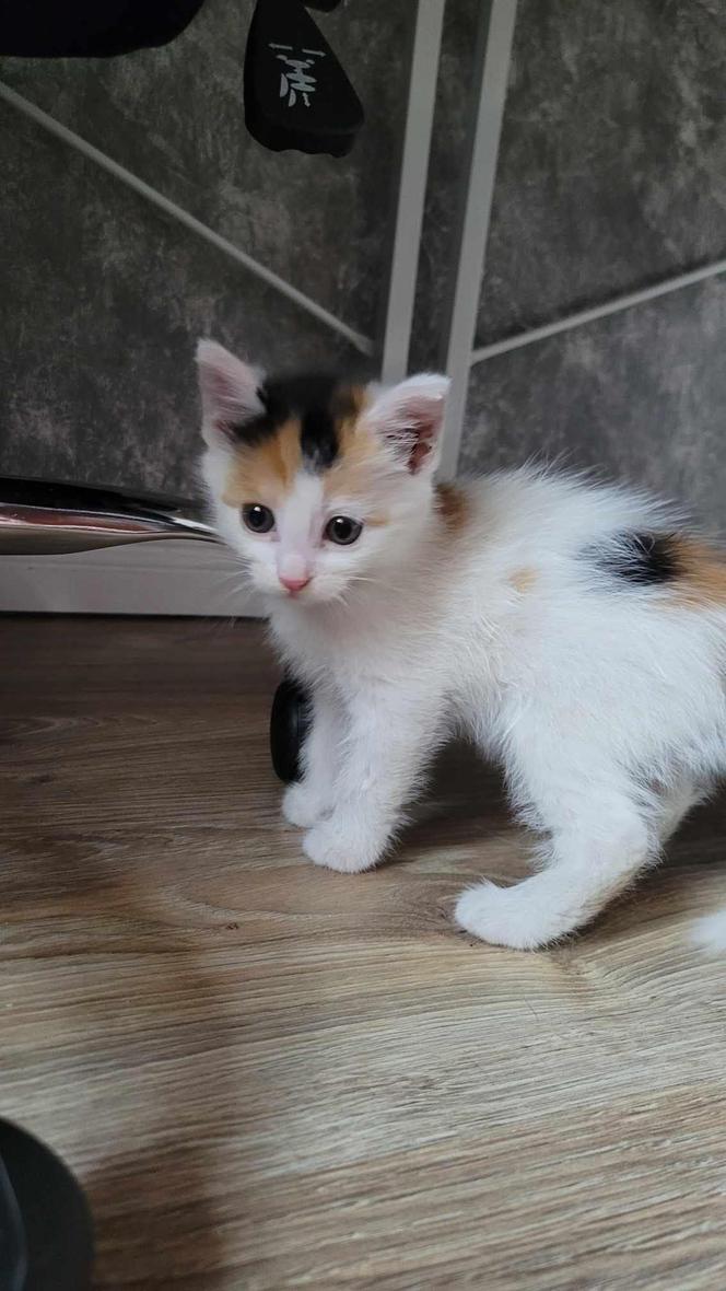 Pet Patrol Rybnik pojechał do Żor. "Czym zawiniły te dwie niewinne istoty?"