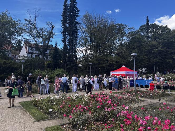 Kolejka tort urodziny Szczecina 