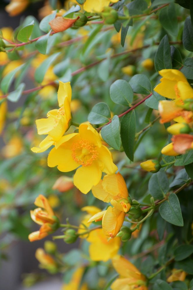 Dziurawiec 'Hidcote'