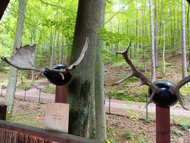 Zaczarowany ogród Alicji w Krainie Czarów i ścieżka spacerowa w lesie. Leśny Ogród Botaniczny Marszewo