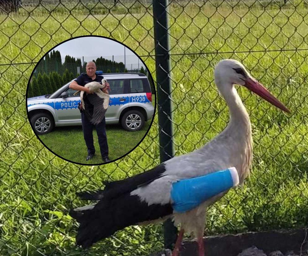 Policjant zaopiekował się rannym bocianem. Teraz ptak mieszka w jego ogrodzie
