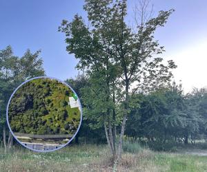 Mieszkańcy warszawskich Włoch walczą o park. Miasto pomimo obietnic woli zbudować bloki
