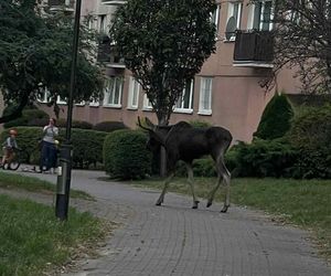 Łoś zwiedzał centrum Lublina. Co dalej ze zwierzęciem?