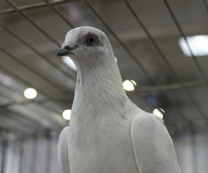 ZOOPARK w Lublinie. „Postawiliśmy na polski las. Chcemy promować nasze zwierzątka”