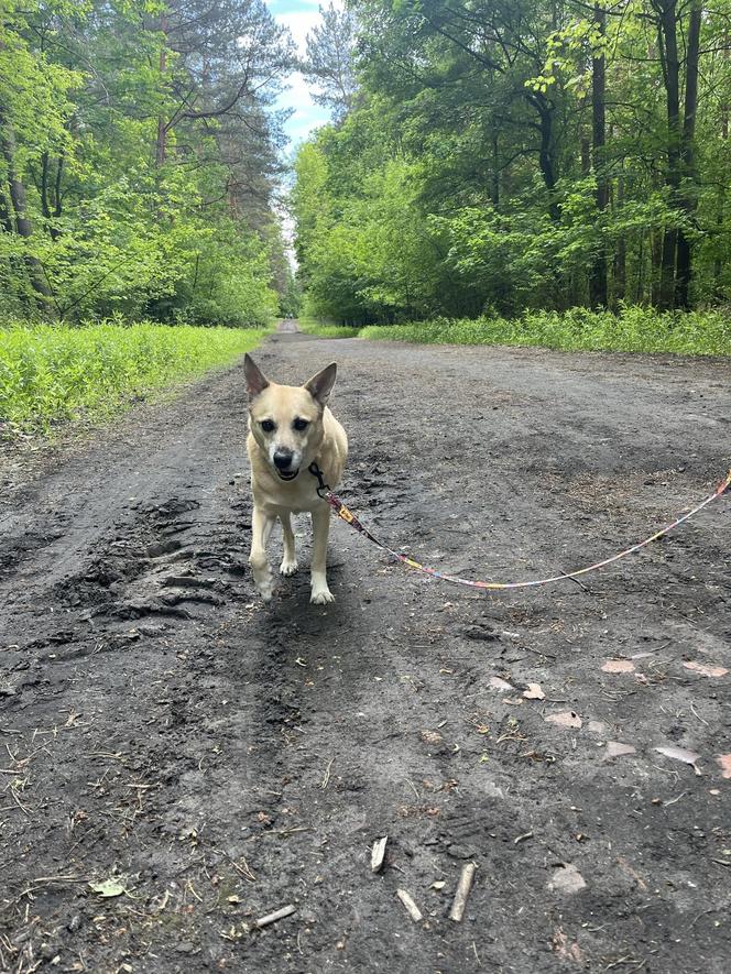 I Spacer Śladami Kliforda w Grudziądzu