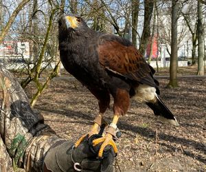 Drapieżnik lata nad „Aleksandrią”. Jastrząb Grażyna płoszy gawrony