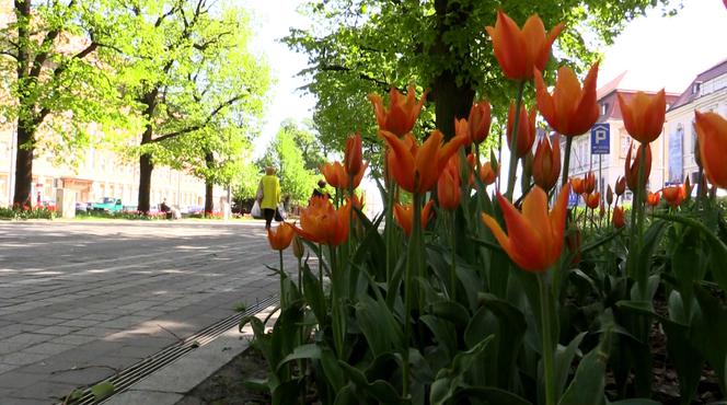 Ukradli kilkaset tulipanów z alei kwiatowej. Zostali złapani na gorącym uczynku [WIDEO]