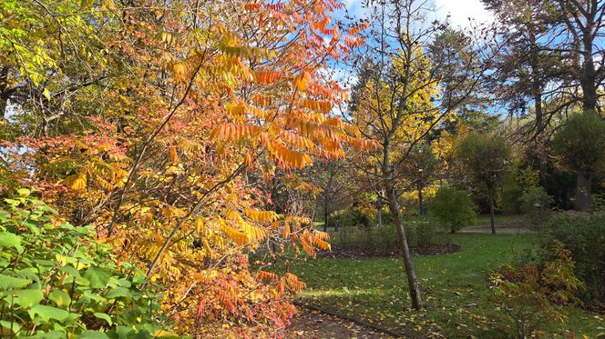 Jesień w Ogrodzie Botanicznym UKW. To ostatnia szansa na spacer wśród złotych liści!