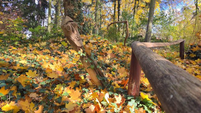 Jesień w Ogrodzie Botanicznym UKW. To ostatnia szansa na spacer wśród złotych liści!