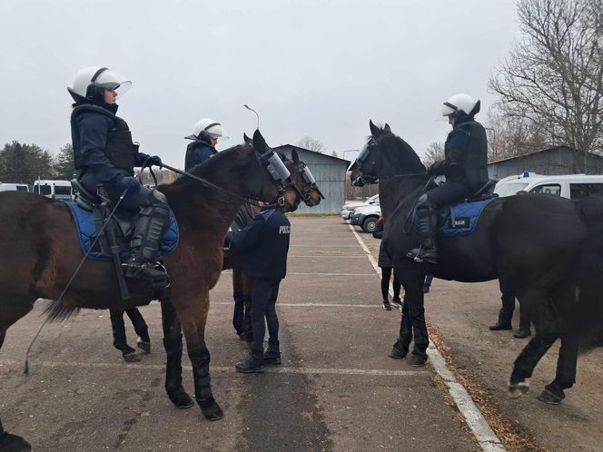 Atestacja koni służących w łódzkiej policji i straży miejskiej