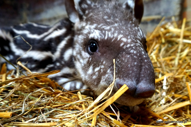 Mała Sara z wrocławskiego zoo