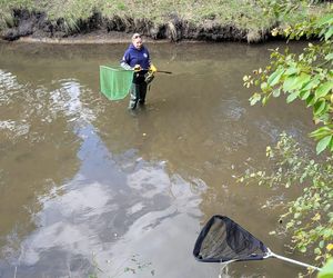 Nutrie w Rybniku są już odławiane