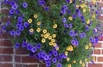 Calibrachoa Million Bells
