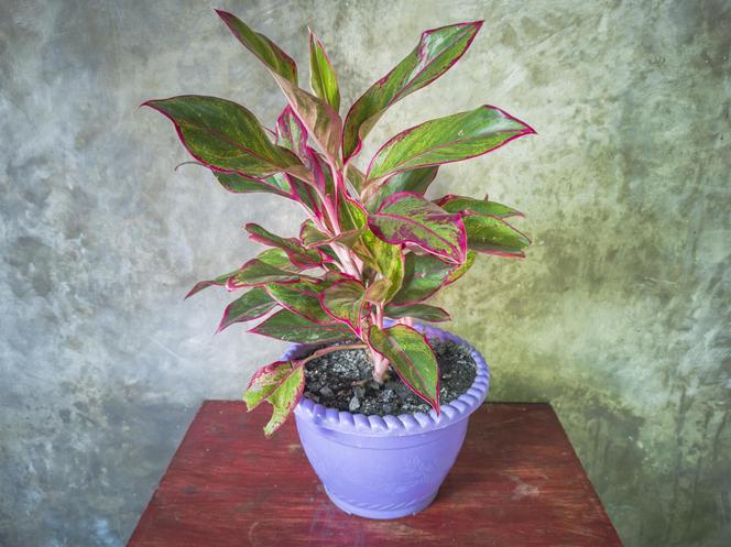 Aglaonema