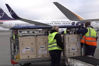 Lwiątka z Odessy były skazane na śmierć! Teraz zaczynają nowe życie w amerykańskim azylu [ZDJĘCIA]