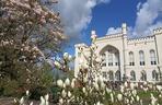 Arboretum Kórnickie zachwyca! Miłośnicy magnolii muszą się spieszyć