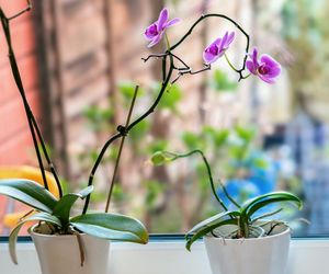 Usychające pędy storczyka Phalaenopsis [Porada eksperta]