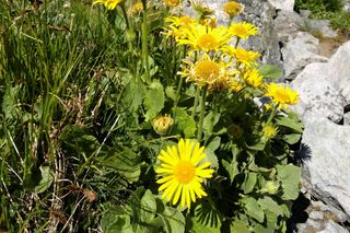 Arnika górska = kupalnik górski - Arnica montana