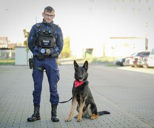 Pies honorowy krwiodawca