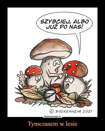 Nóż się w kieszeni otwiera i Janusz i szykuje się na grzyby! MEMY o grzybobraniu [GALERIA]