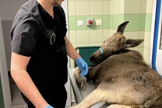  Łoś Iga złamała nogę musi przejść operację