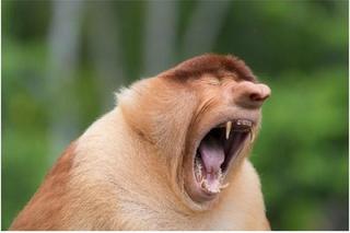 Memy na tłusty czwartek 2024