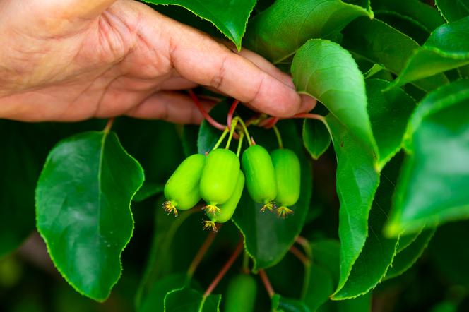 Mini kiwi