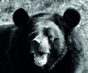 Zmarła najstarsza niedźwiedzica spośród żyjących w europejskich ogrodach zoologicznych. Wolta miała ponad 40 lat